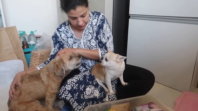 DOGS go CRAZY to see so many treats | GROCERY SETTING | Ss Vlogs :-) смотреть онлайн