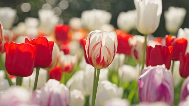 Flower Parade - Keukenhof 2022