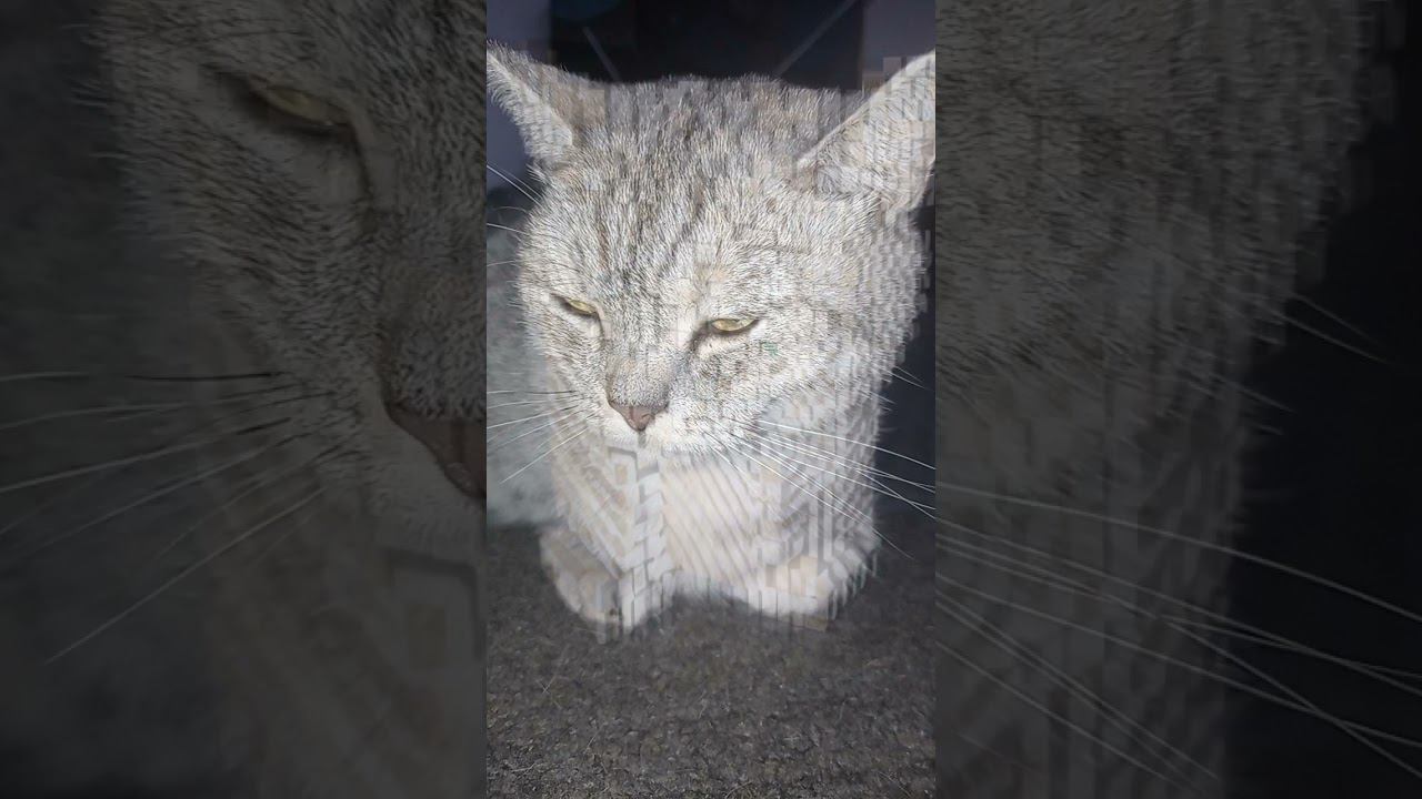 Спасибо за лайк! #Shorts смотреть онлайн