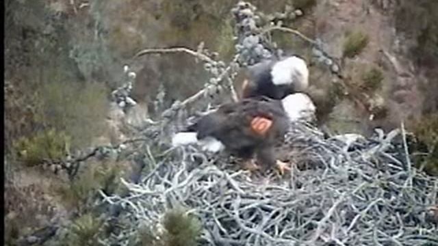 K10 & K26 Fixing Up the Nest 1-4-07 смотреть онлайн