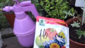 ОБРАБОТКА ГОРТЕНЗИЙ ОТ ВРЕДИТЕЛЕЙ. Очередная подкормка гортензий. Профилактика болезней.