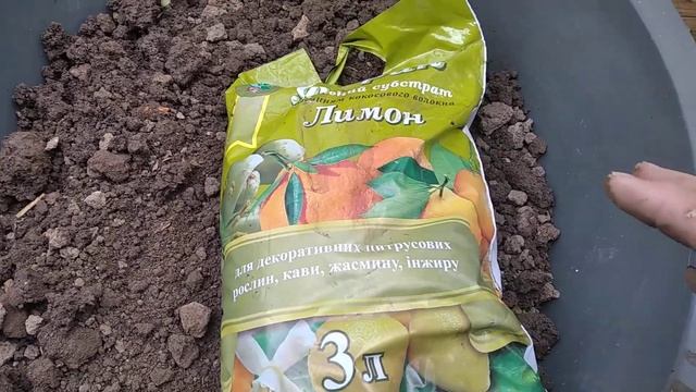 пересаживаю саженцы мандарина и апельсина.мучнистый червец. смотреть онлайн