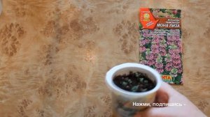 Монарда (вкус бергамота). Рассада из семян.UC0BtQare8yG6Lj6HjK5cmHQ