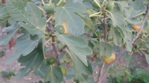 Выбираем лучшие сорта инжира.