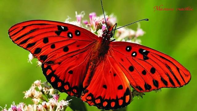 КАК ИЗ ГУСЕНИЦЫ ПОЛУЧАЕТСЯ БАБОЧКА? / ПОЧЕМУЧКА / самые красивые бабочки смотреть онлайн