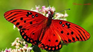 КАК ИЗ ГУСЕНИЦЫ ПОЛУЧАЕТСЯ БАБОЧКА? / ПОЧЕМУЧКА / самые красивые бабочки