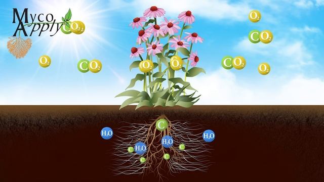 Mycorrhizal Animation смотреть онлайн