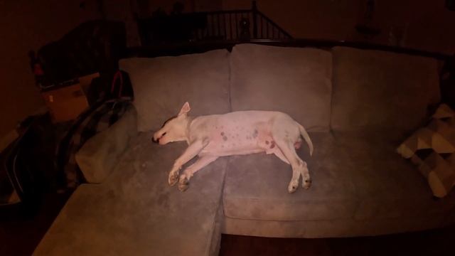 Снятся ли собакам сны? Что будет если разбудить бультерьера? смотреть онлайн