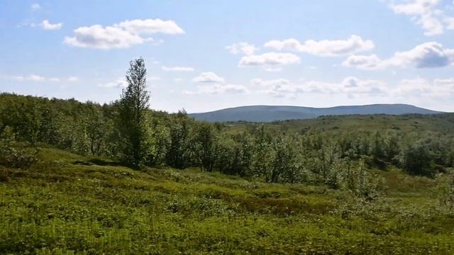 Прогноз по поводу морошки 2019 году. 20.07-21.07.2019. Поход. смотреть онлайн