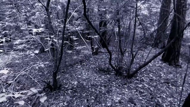 В лесу. Звуки сухих веток. Прогулка по лесу.