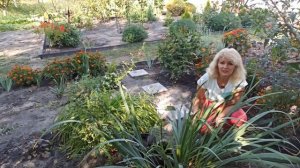 Что посадить в песчаную почву  Растения для песчаных почв