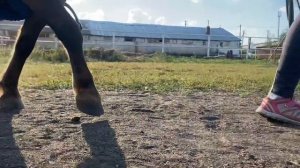 День конника. Выезд в лес на лошадях  | VLOG