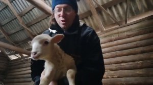 Биркуем ягнят, купируем хвостики, катумским кроссам 3 недели