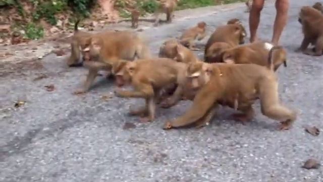 Phuket Attractions - Monkey Hill in Phuket town.wmv смотреть онлайн