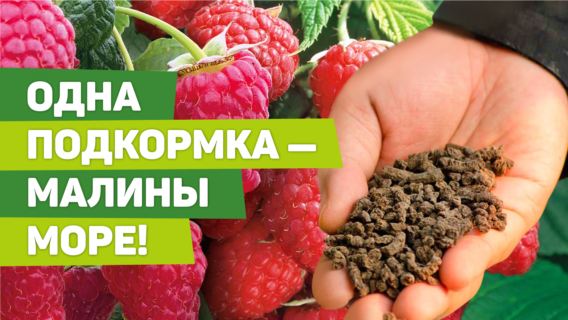 ОТЛИЧНОЕ УДОБРЕНИЕ ДЛЯ МАЛИНЫ. Внесли один раз, а работает весь сезон смотреть онлайн