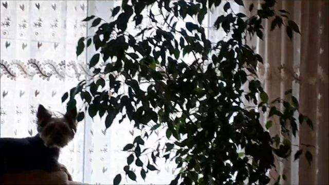 У свахи в гостях, у Людмилы Юбилей!!! Поздравляем ещё раз!!! смотреть онлайн