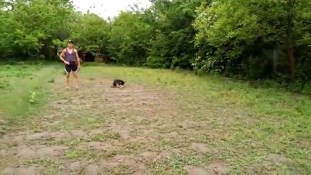 Дрессировка Хаски 5 месяцев смотреть онлайн