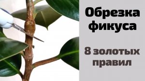 Обрезка фикуса каучуконосного (эластика). 8 золотых правил...
