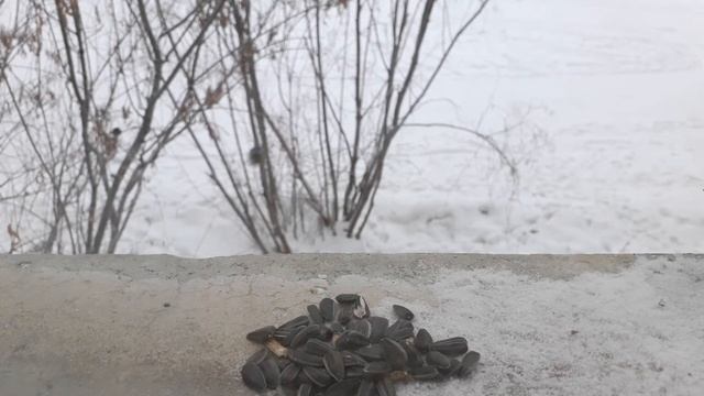 синички клюют семечки / great tits r picking seeds смотреть онлайн