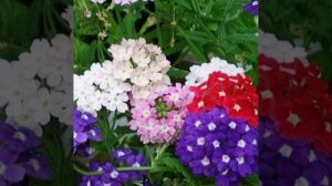 Вербена гибридная