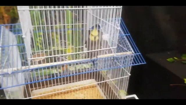 Выставка попугаев смотреть онлайн