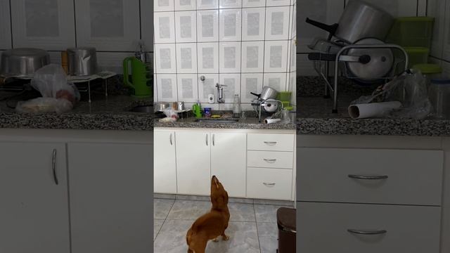 PAPAI E OS ANÕES NA COZINHA ? смотреть онлайн