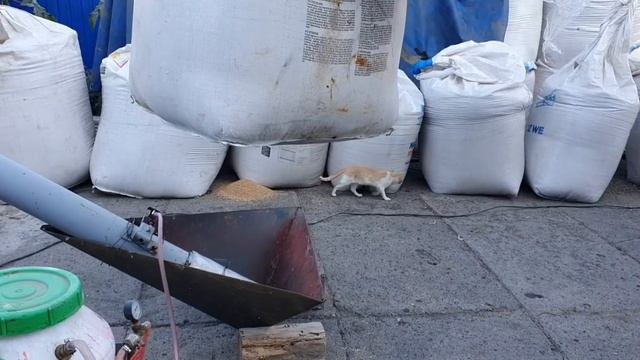 Протравитель бюджетный смотреть онлайн