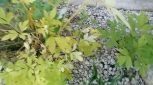 Обзор цветника в тени 16/07/2019. Цветут астильбы, армерии, хосты.