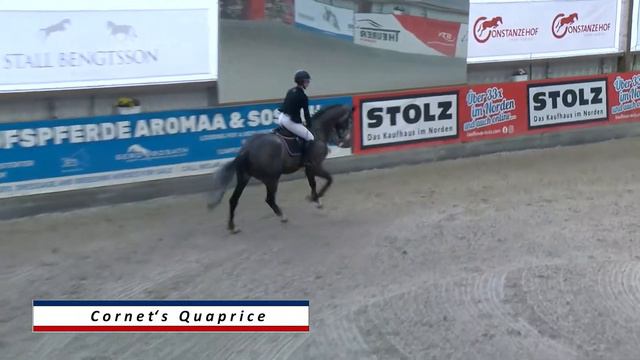 Cornet´s Quaprice - Online-Hengstpräsentation Holsteiner Privathengsthalter 21.02.2021 смотреть онлайн