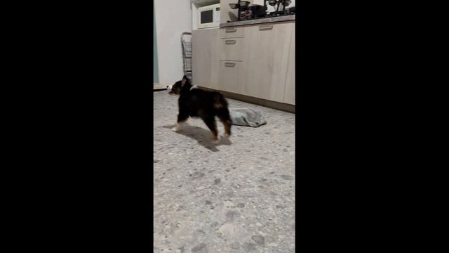 Базз | Щенок австралийской овчарки смотреть онлайн