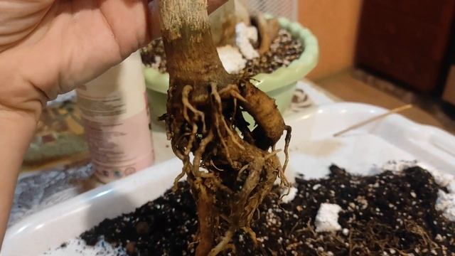 АДЕНИУМ прививка "тюленя" СПАСАЮ сорт #адениум #adenium смотреть онлайн