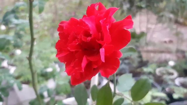 rose don juan climbing spirit again смотреть онлайн