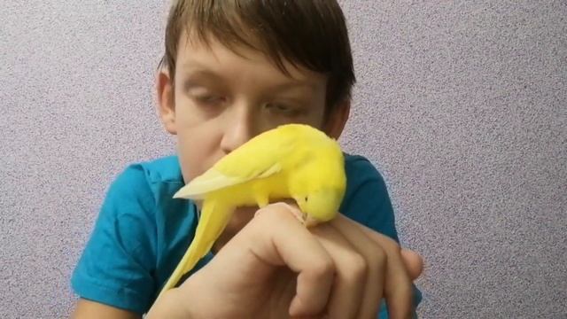 История Волнистых попугаев. *Как Волнистые попугаи распространились по всему миру*? смотреть онлайн