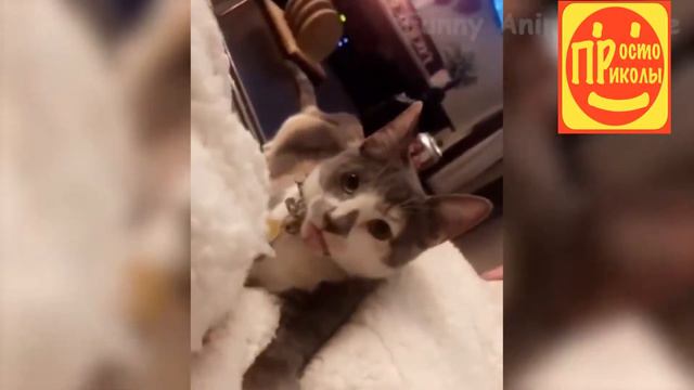 Смешные Видео За Месяц | Хотите громко смеяться, ПОСМОТРИТЕ ЭТО! Самое смешное и лучшее смотреть онлайн