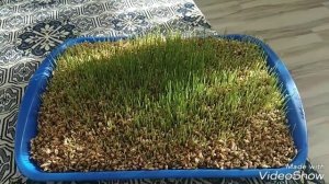 КАК ПРОРАСТИТЬ ПШЕНИЦУ ДЛЯ КУР ПРОСТОЙ СПОСОБ