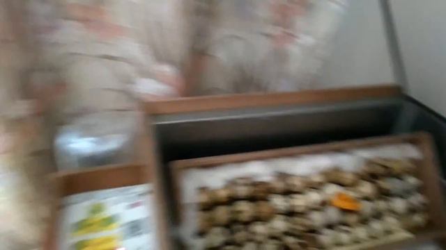 Содержание Перепелов //суточные перепелки инкубатор блиц 48 смотреть онлайн