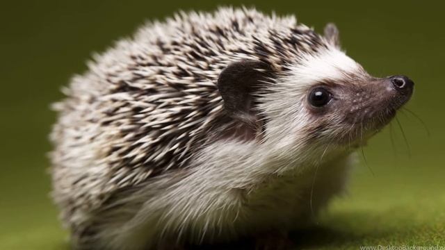 ЕЖ ОПИСАНИЕ И ОСОБЕННОСТИ | ОБРАЗ ЖИЗНИ И СРЕДА ОБИТАНИЯ | ЧЕМ ПИТАЕТСЯ ЁЖ смотреть онлайн