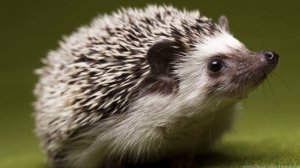 ЕЖ ОПИСАНИЕ И ОСОБЕННОСТИ | ОБРАЗ ЖИЗНИ И СРЕДА ОБИТАНИЯ | ЧЕМ ПИТАЕТСЯ ЁЖ