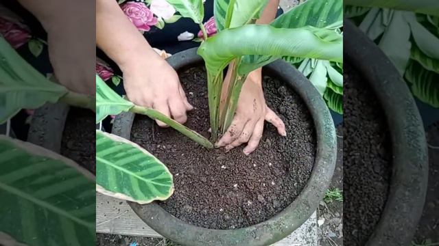 Propagating Calathea Zebrina смотреть онлайн
