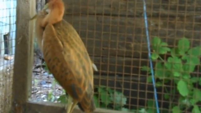 ЧУДЕСА Природы. смотреть онлайн