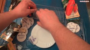 Проращивание семян перца и баклажан в ватных дисках