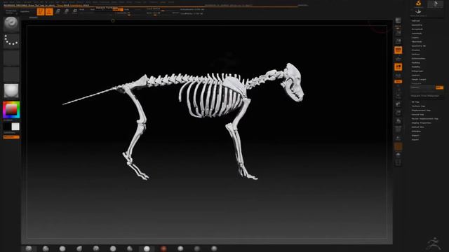 Dog Anatomy ZBrush смотреть онлайн