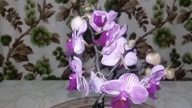 #орхидеи#малышка в моей коллекции смотреть онлайн