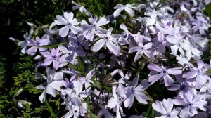 Разница в возрасте 1 - 4 серии (сериал 2021) Анонс