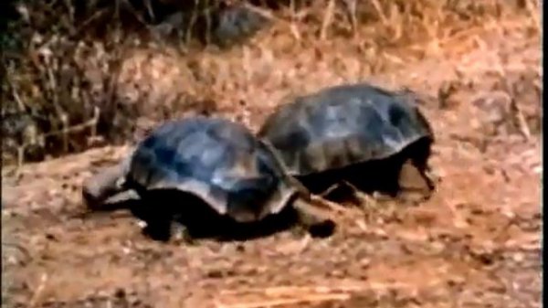 рептилии и земноводные ___national geographip___anwap.org