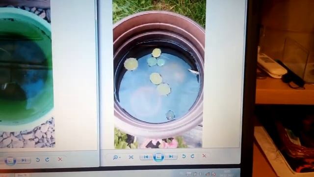 Семена 4. Нимфея, Монарда, Кентрантус. Многолетники 2016 смотреть онлайн