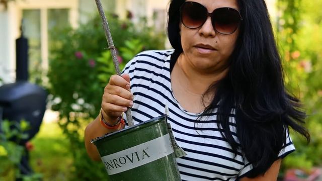 Propagating Hydrangeas from Cuttings UPDATE (Tree form) смотреть онлайн