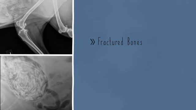 Understanding Your Pet's X-Rays смотреть онлайн