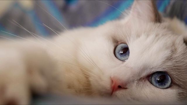 Samsung А9| обзор