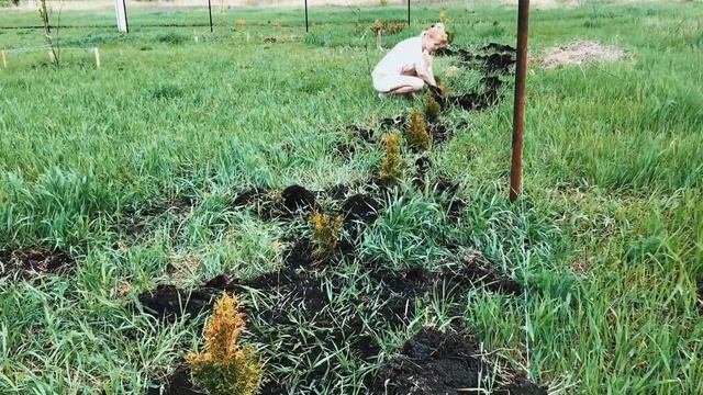 ЗАМЕНИЛИ ОКНА НА ТЕРРАСУ. ПОСАДИЛА ТУИ ДЛЯ ЖИВОЙ ИЗГОРОДИ. смотреть онлайн